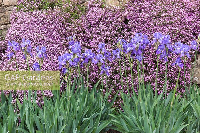 Iris barbata and Saponaria ocymoides - bearded iris and rock soapwort, May