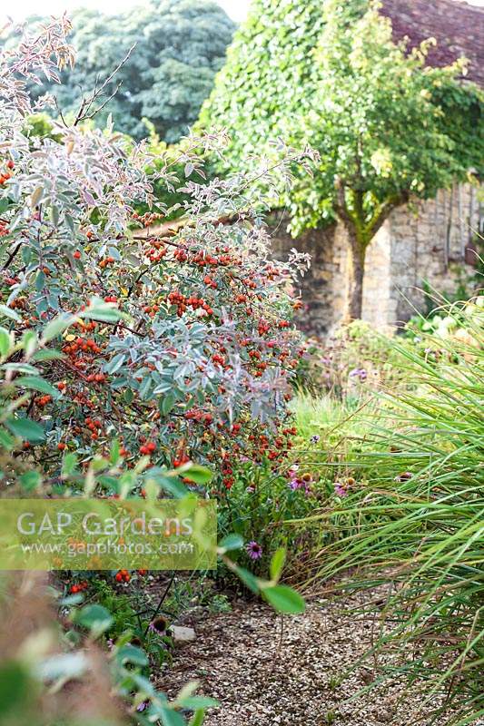 Gravel path bordered by Rosa glauca and Miscanthus - August
