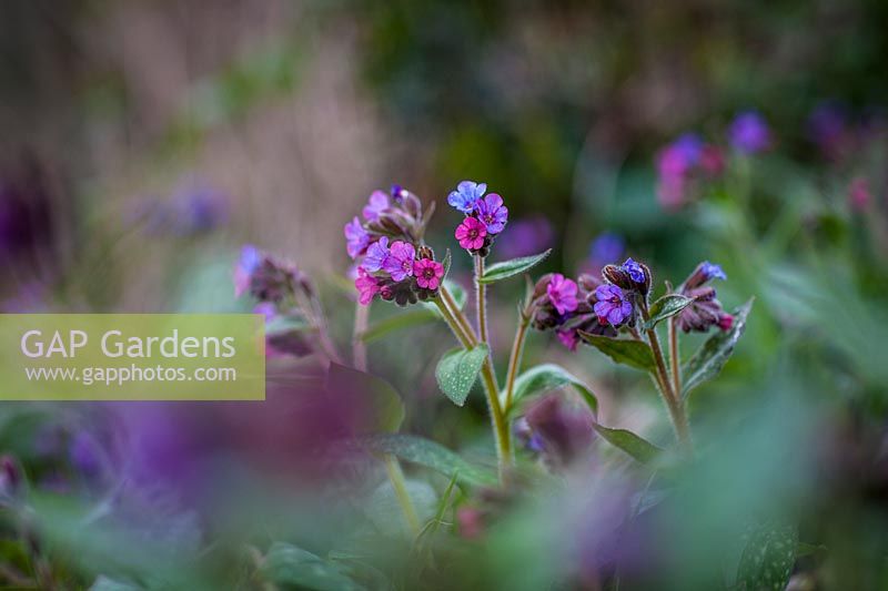 Pulmonaria officinalis - lungwort - February