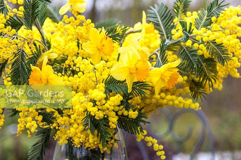 Vase with cut narcissus and acacia - February 