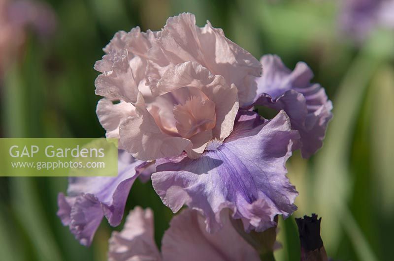 Tall bearded Iris 'Sotto Voce' in May