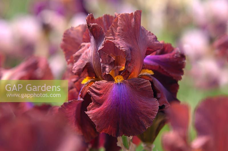 Iris 'Royal Tapestry' - Tall bearded iris in May. 
