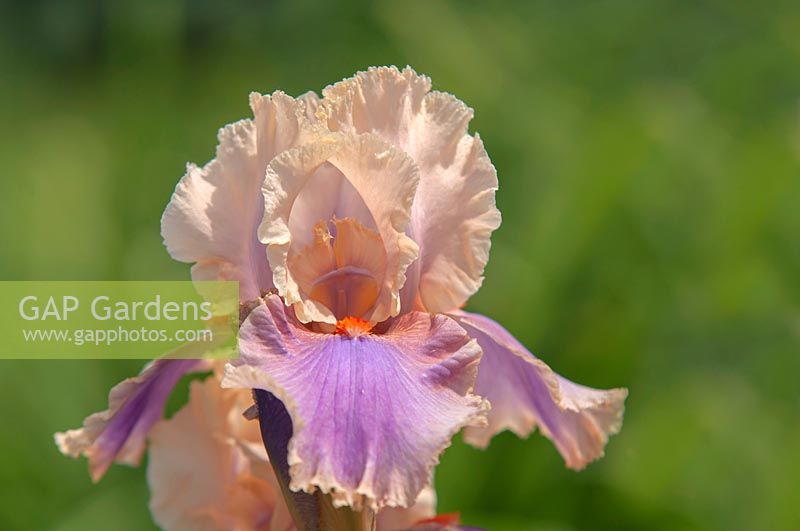 Iris 'Colette Thurillet' - Tall bearded iris in May