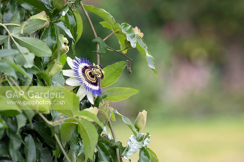 Passiflora caerulea - Blue passion flower