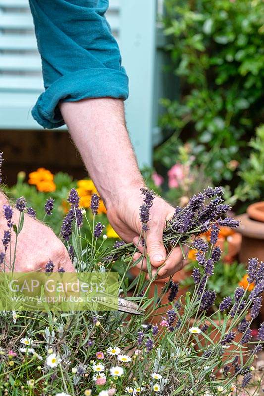 Lavandula - Gardener cutting back spent lavender flowers