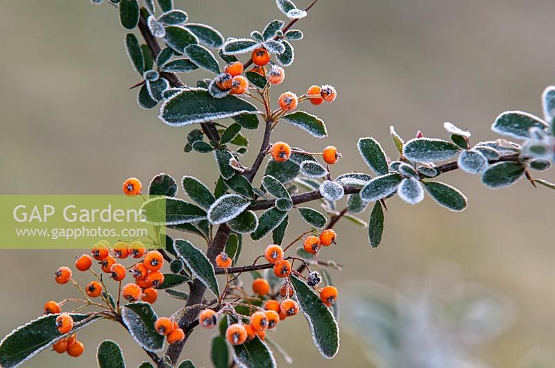 Pyracantha Coccinea 'Teton' orange berries in a hoar frost