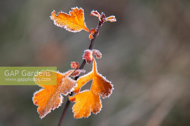Crataegus hawthorn, quickthorn, hawberry orange- brown autumn leaves in a hoar frost.
