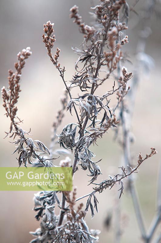 Artemisia  vulgaris - Mugwort dried leaves and seed heads covered with hoar frost.