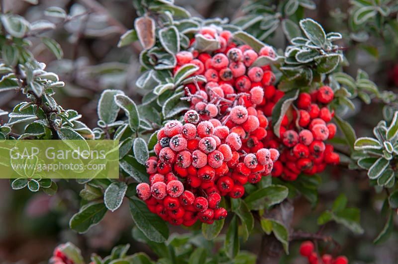 Pyracantha Firethorn hedge - Pyracantha coccinea 'Red Column' red berries in a hoar frost.