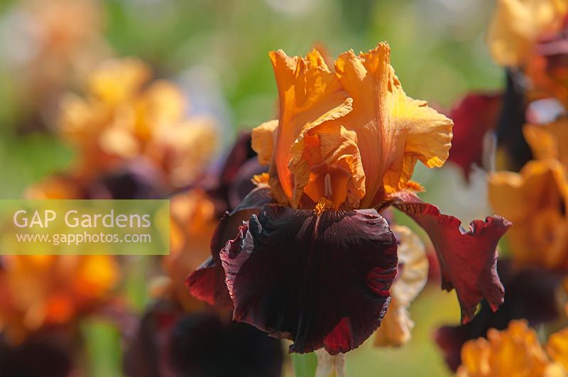 Tall bearded Iris 'Supreme Sultan' 