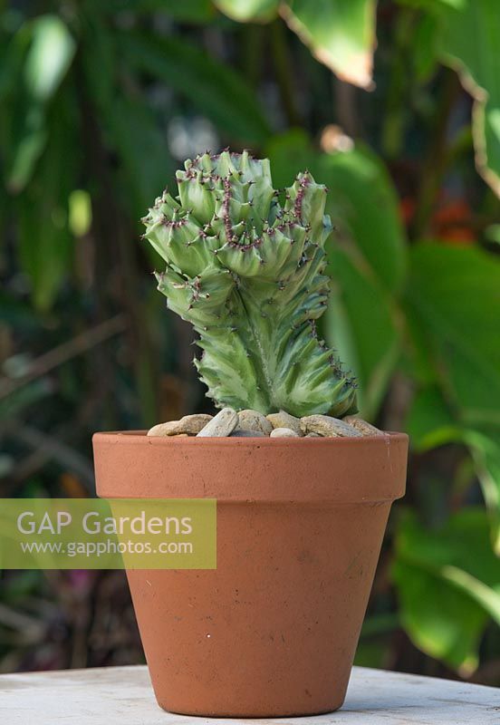 A Coral Cactus, with wavy, distorted leaves with pale green marking and maroon edges in a terracotta pot.