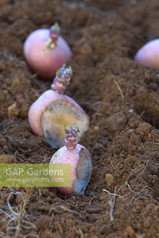 Cut and dried chitted 'Blushing Beauty' seed potatoes planted in a furrow in prepared soil.