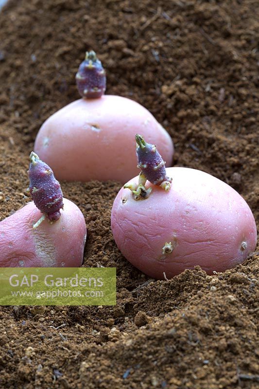 Whole chitted 'Blushing Beauty' seed potatoes in furrow ready for planting.