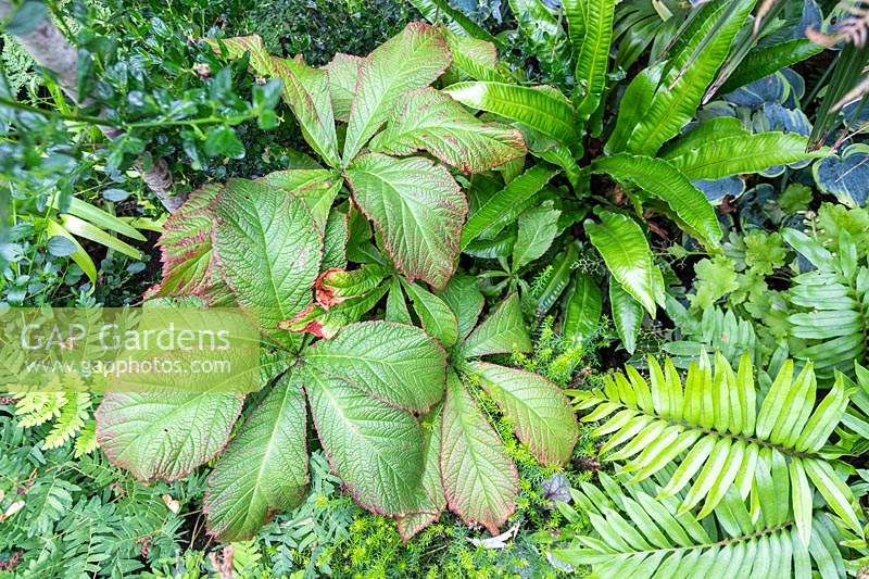Plant combination with Rodgersia and various ferns