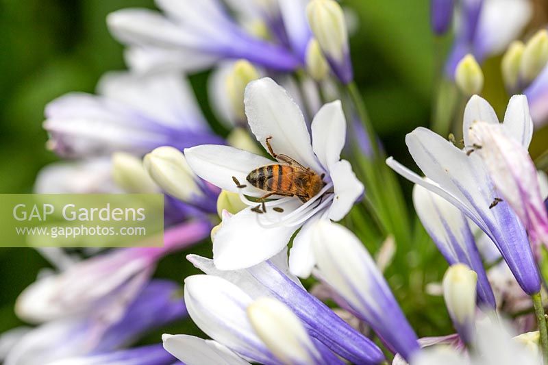Agapanthus with bee