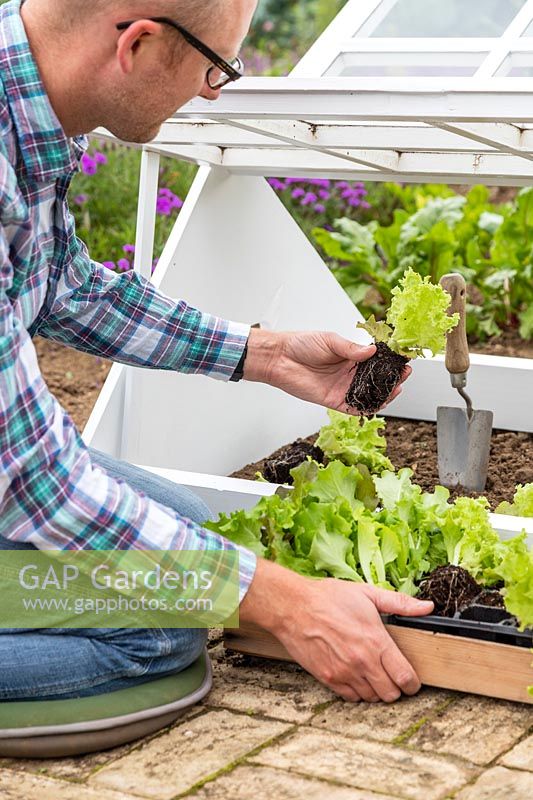 Man placing lettuce plugs in the coldframe
