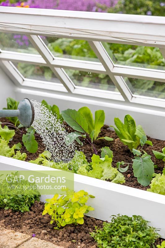 Man watering lettuces and cabbages inside the coldframe using a watering can
