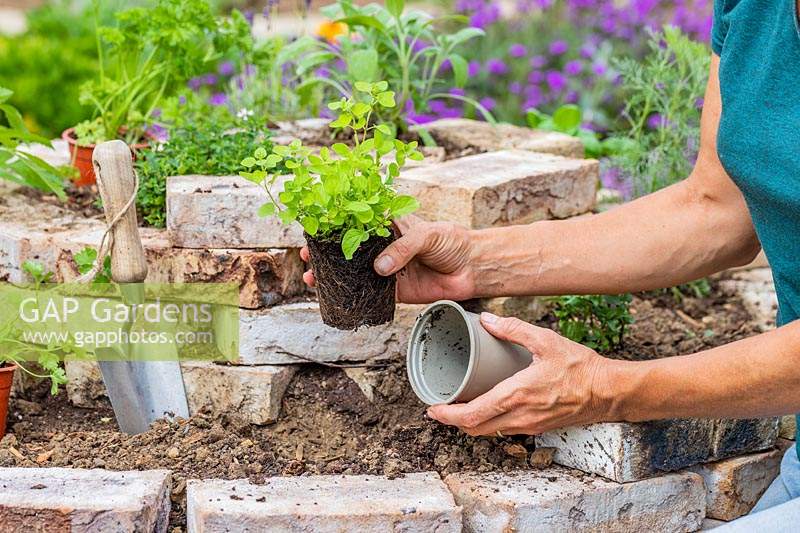 Woman planting an Origanum plant into herb spiral
