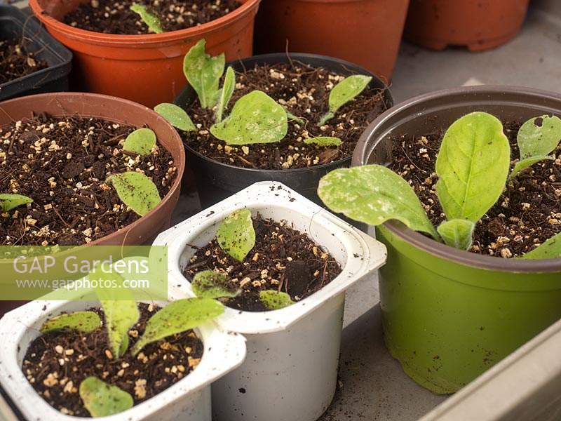 Prick out seedlings of Nicotiana into individual pots.  Young plantlets - recycling - reuse yogurt pots 