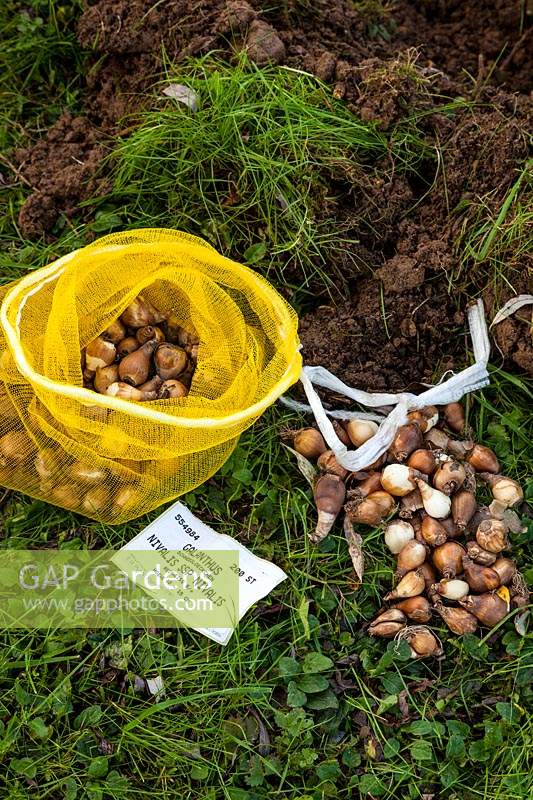 Step by step How to plant a snowdrop heart - Bag of bulbs ready to plant