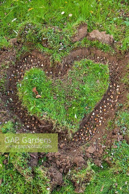 Step by step How to plant a snowdrop heart - Bulbs planted in heart shape