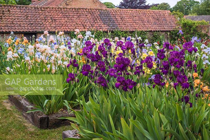 Iris beds with Iris 'Teesdale' in foreground and Iris 'Dotterel' -  English Iris Company, Norfolk