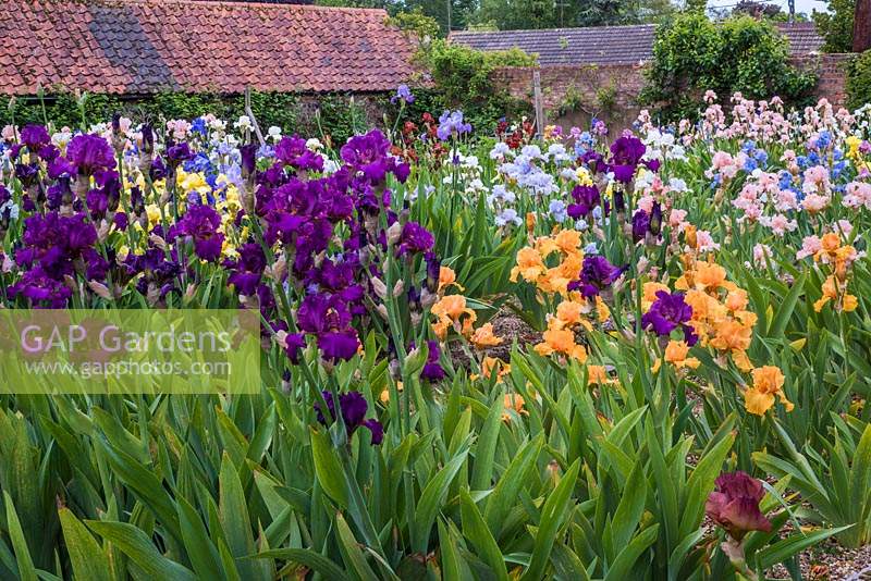 Iris beds with Iris 'Teesdale' in foreground and Iris 'William of Orange'-  English Iris Company, Norfolk