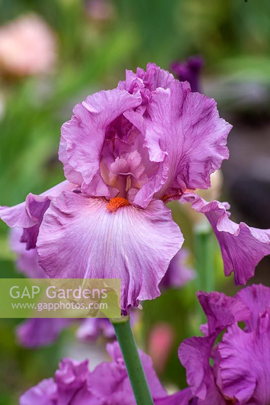 Iris 'Mulberry Seedling' - English Iris Company