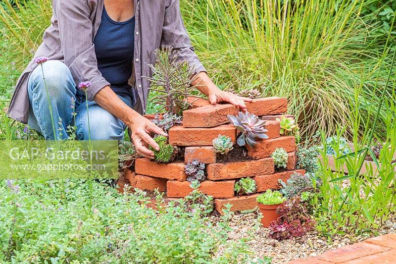 Woman planting Sempervivums in the gap between the bricks