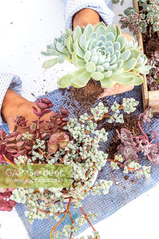 Woman planting a mix of succulent in terracotta pot