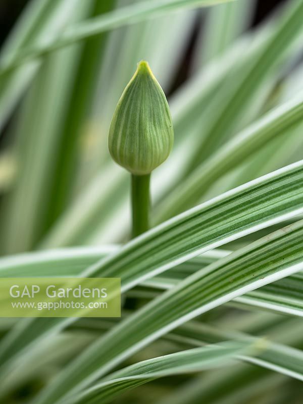 Agapanthus 'Silver Moon' bud and foliage 