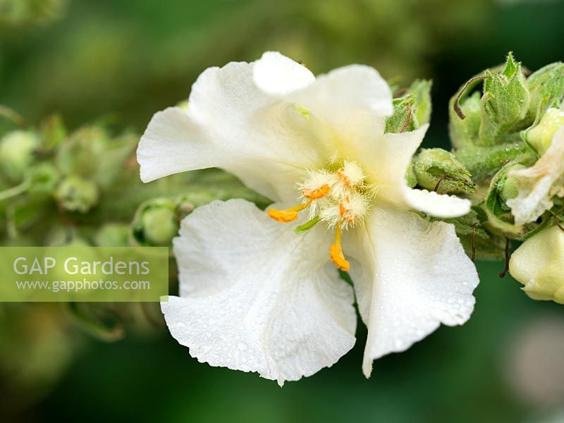 Verbascum x hybridum 'Snow Maiden' 