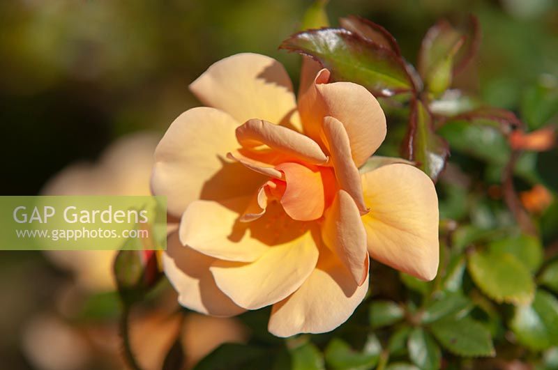 Rosa 'Amber Sun' 