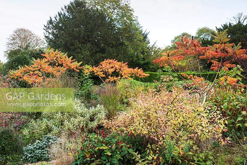 Mound topped by Rhus typhina and surrounded by shrubs including salvia, phlomis, cornus and Persicaria amplexicaulis 'Fat Domino'.