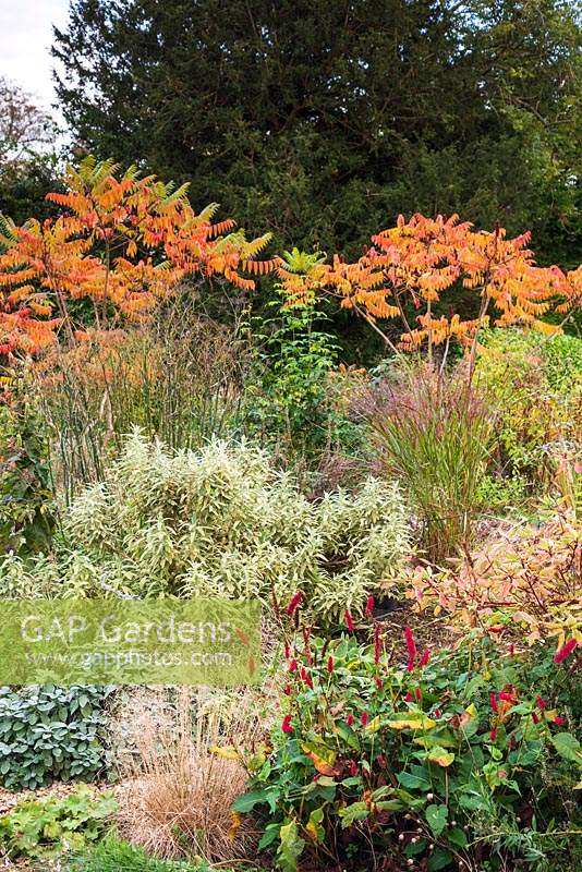Mound topped by Rhus typhina and surrounded by shrubs including salvia, phlomis, cornus and Persicaria amplexicaulis 'Fat Domino'