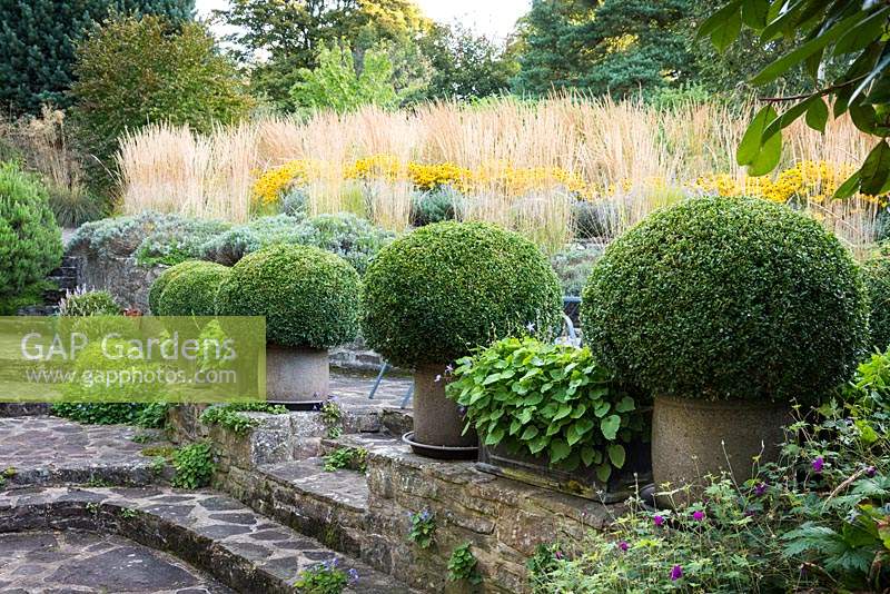Pots of clipped box on the terrace, with borders of grasses and herbaceous perennials above including  Rudbeckia fulgida var. deamii, Nepeta 'Six Hills Giant', Calamagrostis x acutiflora 'Overdam' and 'Karl Foerster'