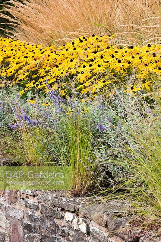 Rudbeckia fulgida var. deamii amongst Calamagrostis x acutiflora 'Karl Foerster' and Nepeta 'Six Hills Giant' with Eragrostis curvula in planting pockets of the retaining wall in front.