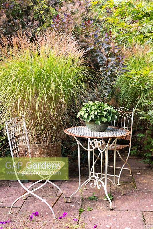 Bistro chairs and table with pot of Hosta 'Blue Mouse Ears' surrounded by acers, cotinus and containers of Miscanthus sinensis 'Adagio' at Barn House, Gloucestershire in September