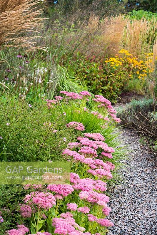 Sedum spectabile edging a gravel path surrounded by asters, echinaceas, rudbeckias and grasses