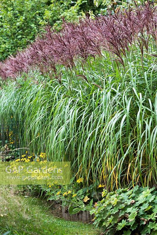 Miscanthus sinensis 'Malepartus' underplanted with rudbeckias