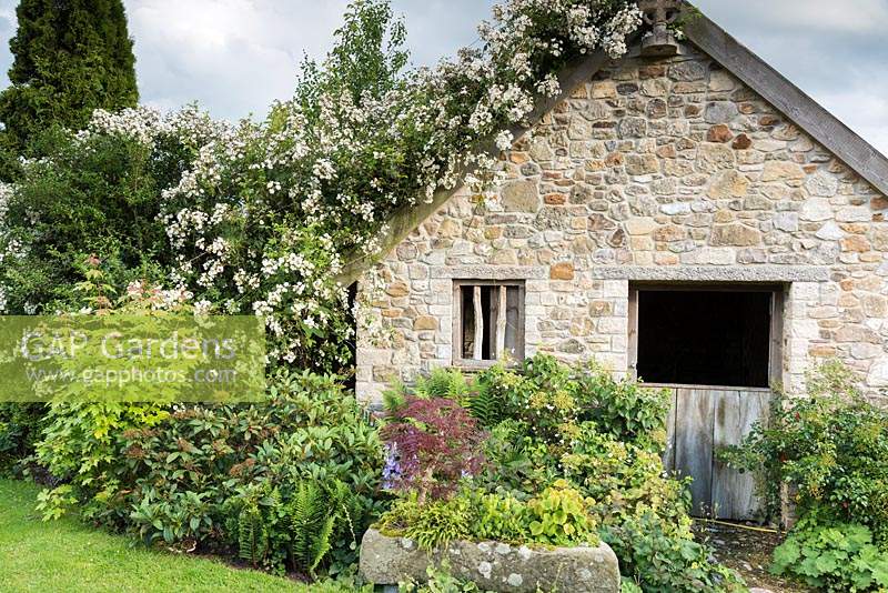 Shade planting beside an old barn covered with Rosa 'Seagull' includes ferns, epimediums, hydrangea and acer 