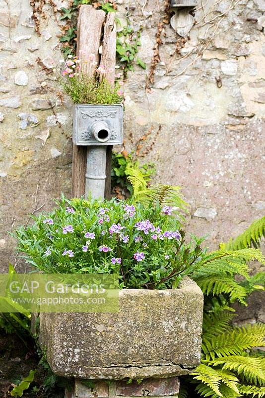 Old water trough with bedding plants and ferns below a water spout colonised by Erigeron karvinskianus, June
