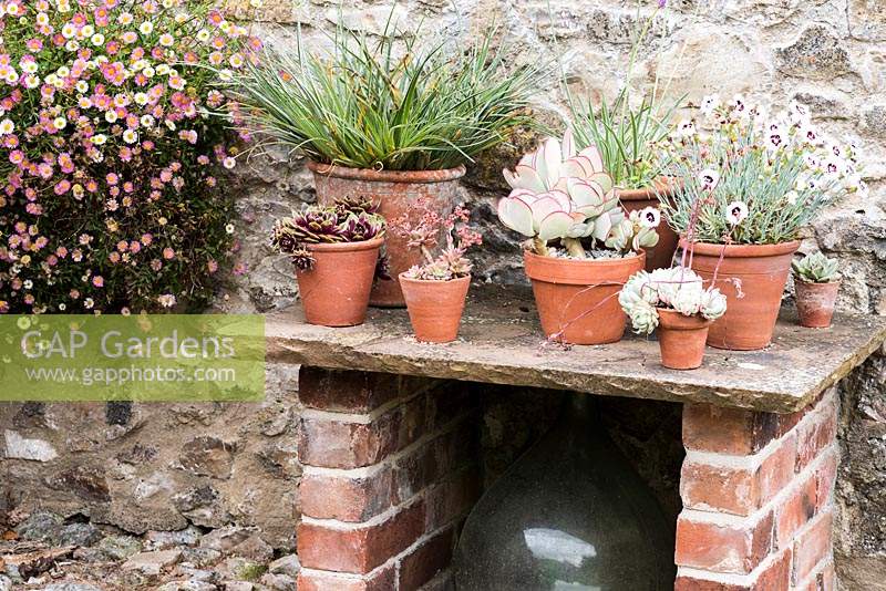 Stone table with display of succulents and pinks in pots in June