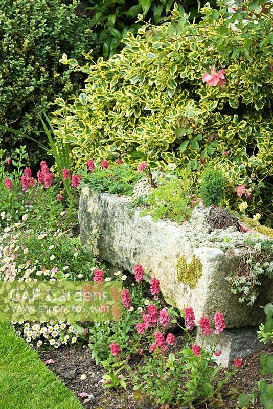 Border featuring stone trough surrounded by flowers of pink diascias and Erigeron karvinskianus 