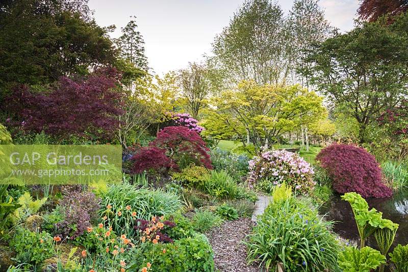 Acers, rhododendrons, ferns, geums and gunnera beside the lakein May
