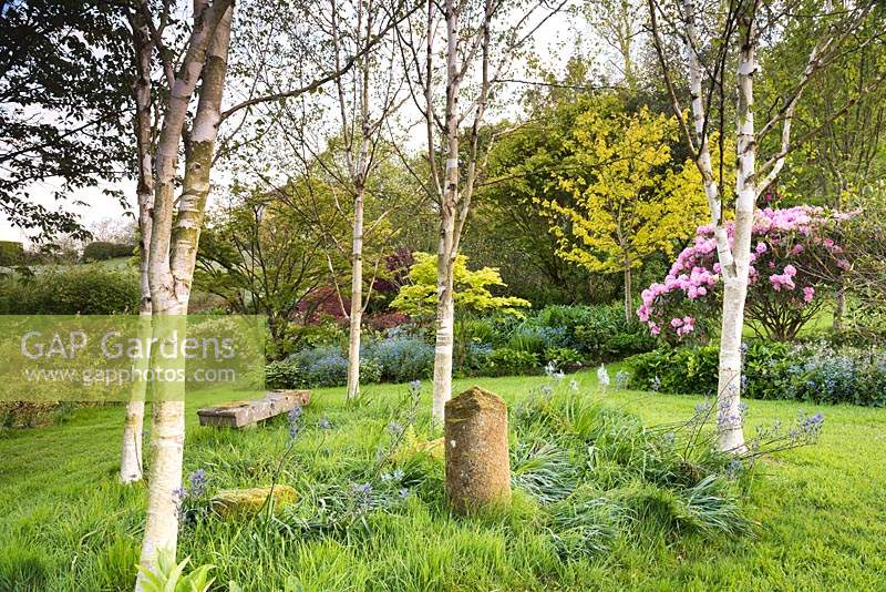 A small grove of Betula utilis var. jacquemontii with acers and rhododendrons beyond 