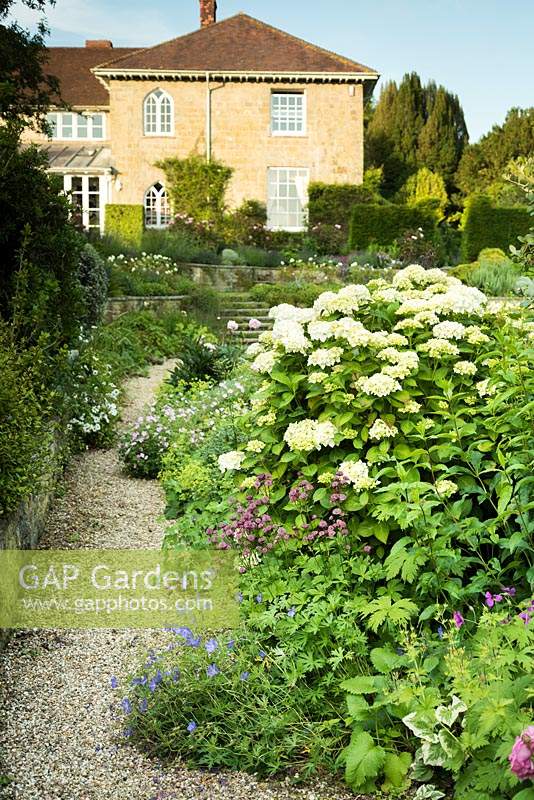 A gravel path passes a creamy white hydrangea surrounded by astrantias, hardy geraniums and Alchemilla mollis 