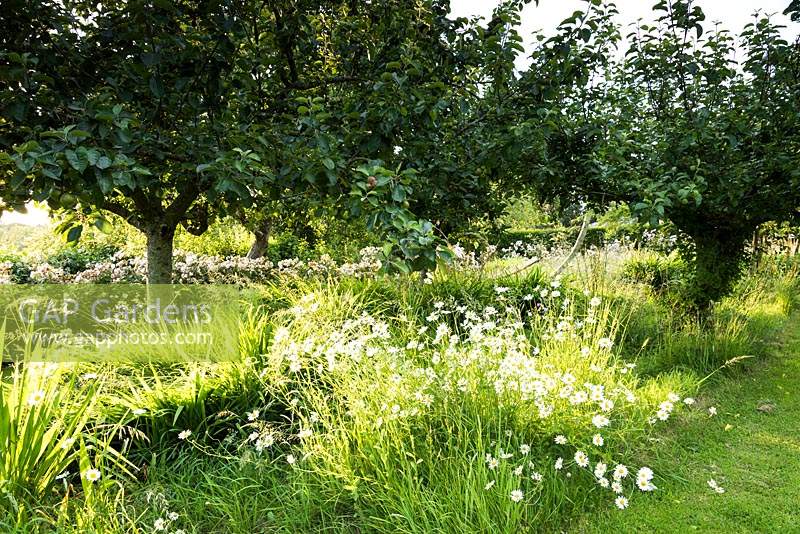 Ox-eye daisies in the orchard
