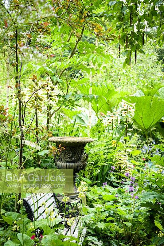 Wooden seat and urn surrounded by lush planting including Gunnera manicata, Cardiocrinum giganteum, candelabra primulas and ferns in the walled garden 