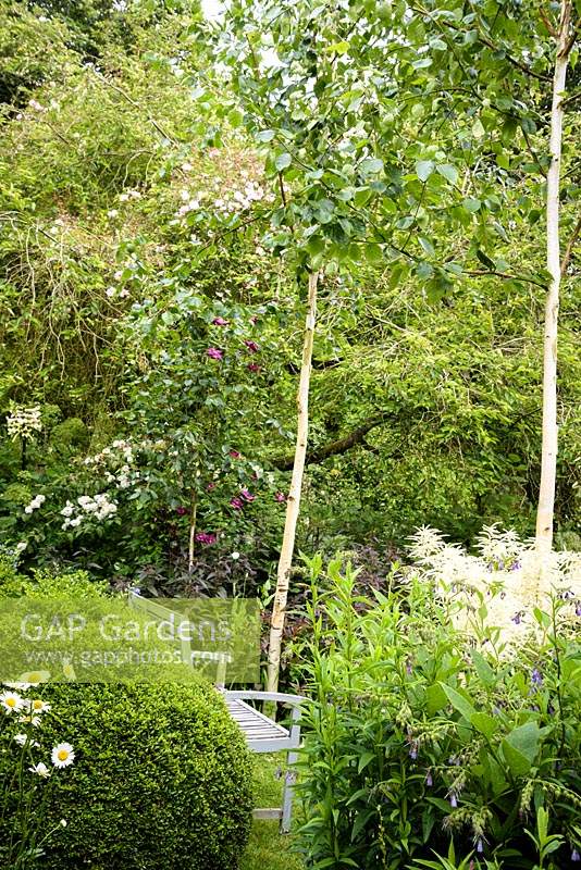 Clipped box, aruncus, comfrey and slender white stemmed birches around a bench in the walled garden 